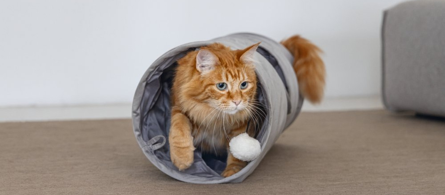 Katten En Honden Benodigdheden 4 Katten En Honden Benodigdheden -Katten En Honden Benodigdheden 3