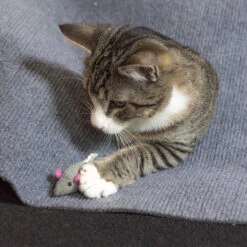 CanadianCat Company Speeltapijt Voor Katten Grijs 9 CanadianCat Company Speeltapijt Voor Katten Grijs -Katten En Honden Benodigdheden canadiancat company speeltapijt voor katten grijs 2