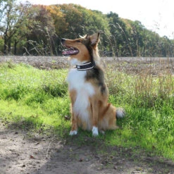 Duvo+ Ultimate Fit Control Halsband Granite Black -Katten En Honden Benodigdheden duvo ultimate fit control halsband granite black 2