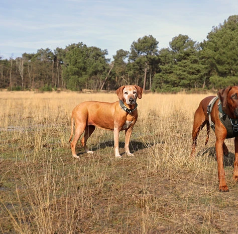 Duvo+ Ultimate Fit Control Halsband Green 4 Duvo+ Ultimate Fit Control Halsband Green - Afbeelding 4