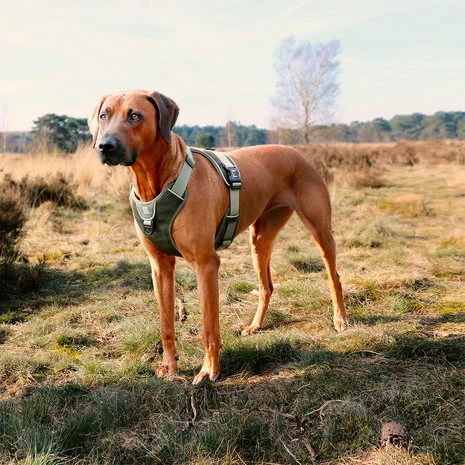 Duvo+ Ultimate Fit No-Pull Harnas Green 2 Duvo+ Ultimate Fit No-Pull Harnas Green - Afbeelding 2