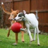 Jolly Pets Ball Romp'n Roll